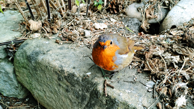 Ein kleiner rot-brauner Vogel schaut in die Kamera